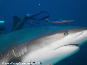 Shark up close - Image uploaded for testing purposes , ta... by Tal Mor 